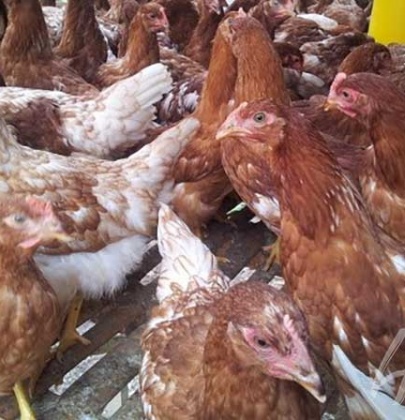 Populasi Ternak Ayam di Kendal Raih Rangking Tertinggi di Jawa Tengah